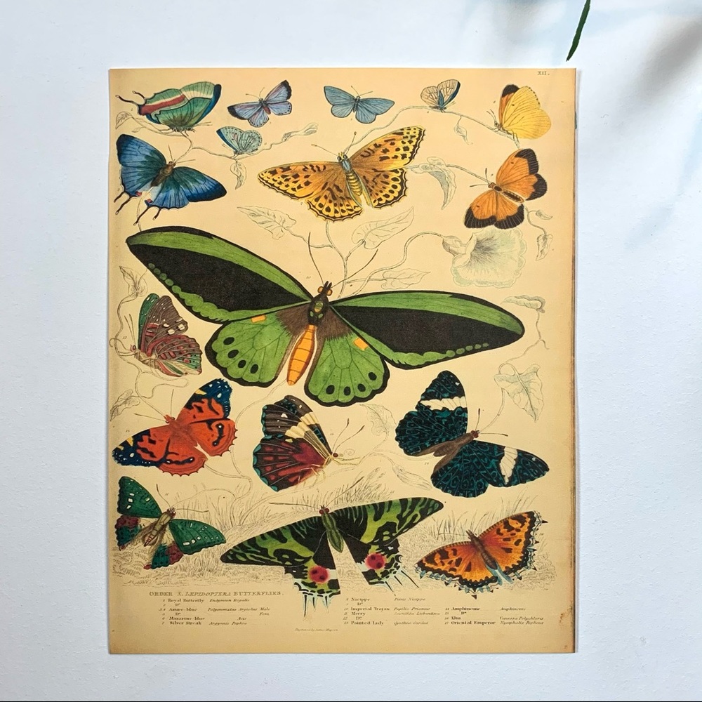 Vintage Biodiversity Butterfly Moth Chart 8x10 Print - Picture 6 of 8
